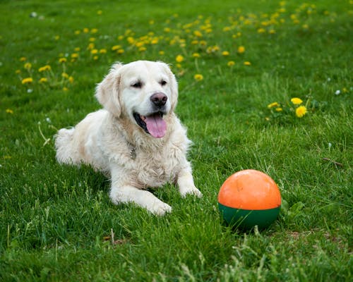 夏天，一隻白金毛獵犬正在打/守球，綠草上長著蒲公英