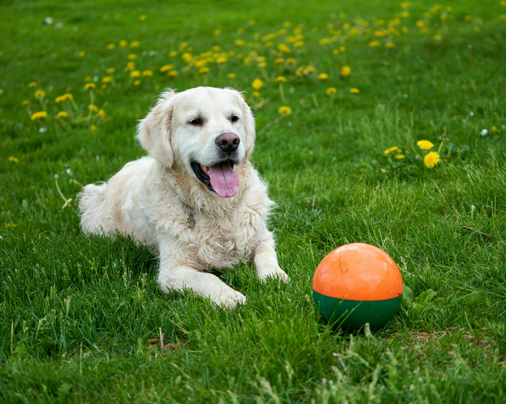 En vit golden retriever leker / vaktar en boll under sommaren, grönt gräs med maskrosar