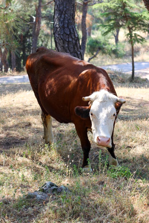 Free stock photo of buyukada, calf, cattle