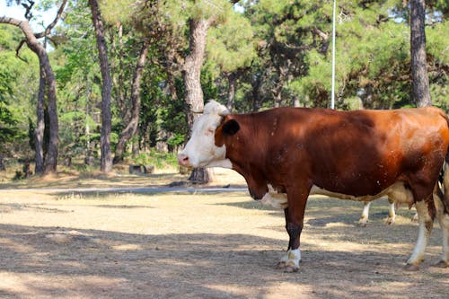 Free stock photo of buyukada, calf, cattle