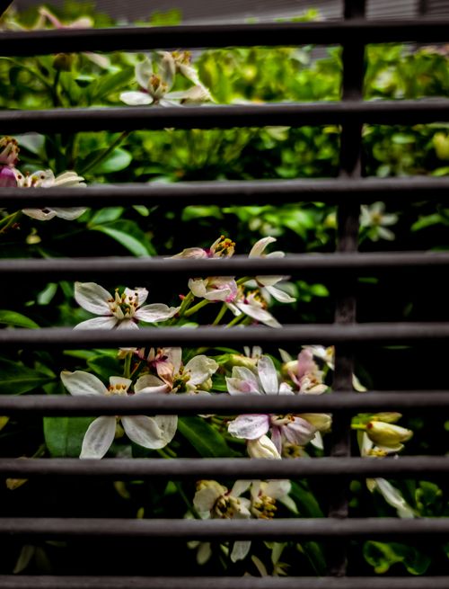 Free White flower  Stock Photo
