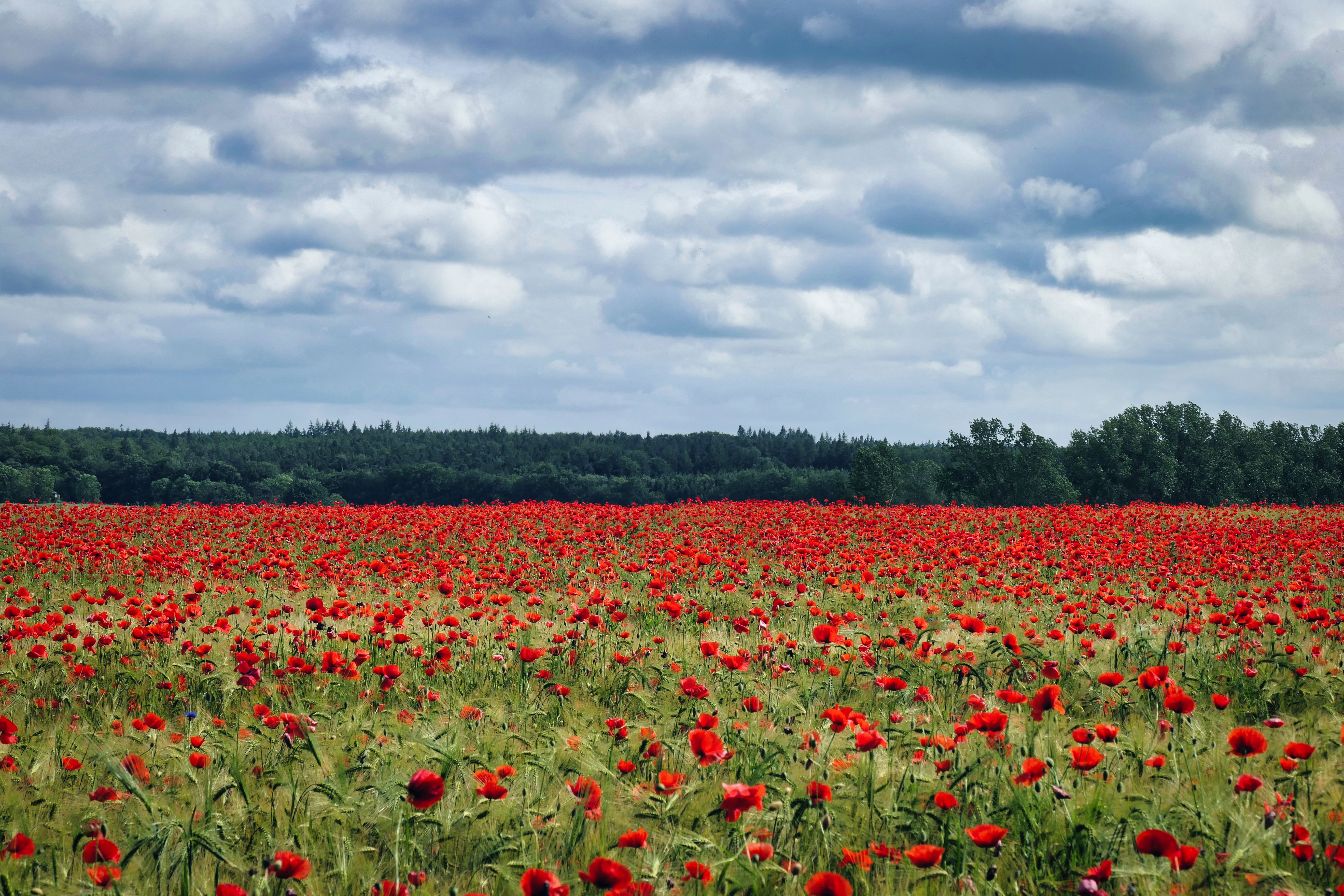 Vibrant Poppy Field under a Bright Blue Sky · Free Stock Photo