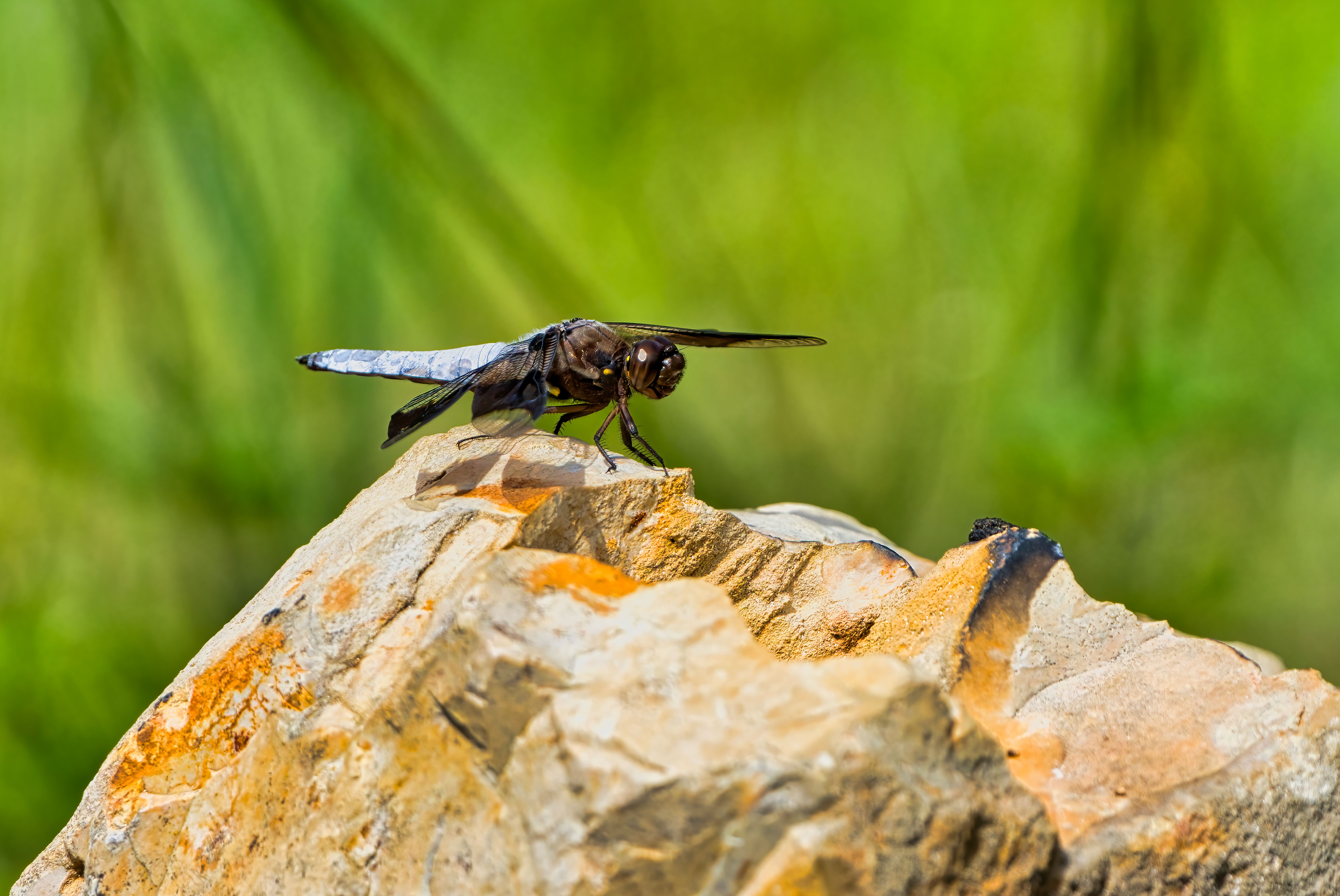 Close-up of a Dragonfly Sitting on a Rock · Free Stock Photo