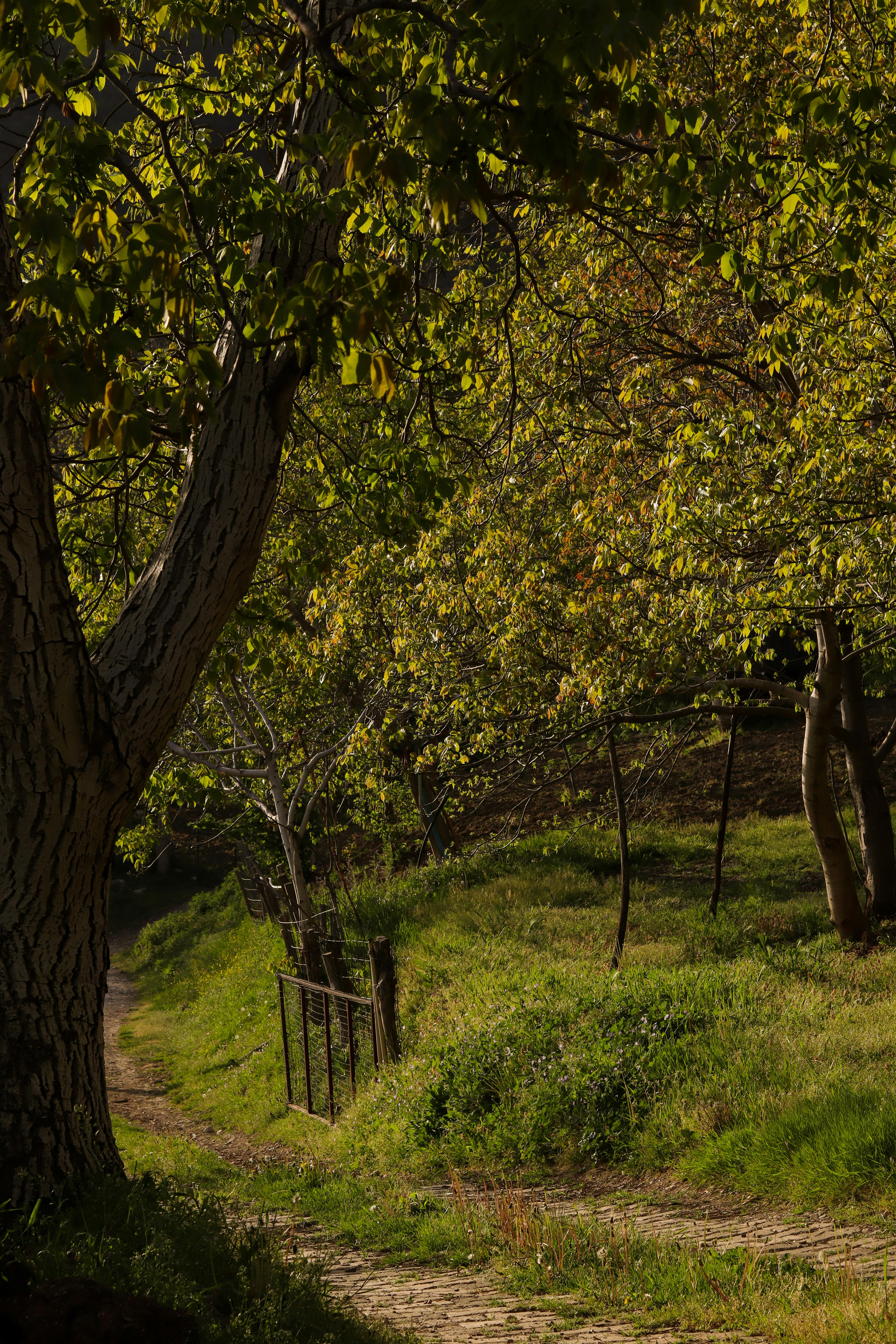 Tranquil forest scene with a winding path surrounded by thriving greenery and tall trees.
