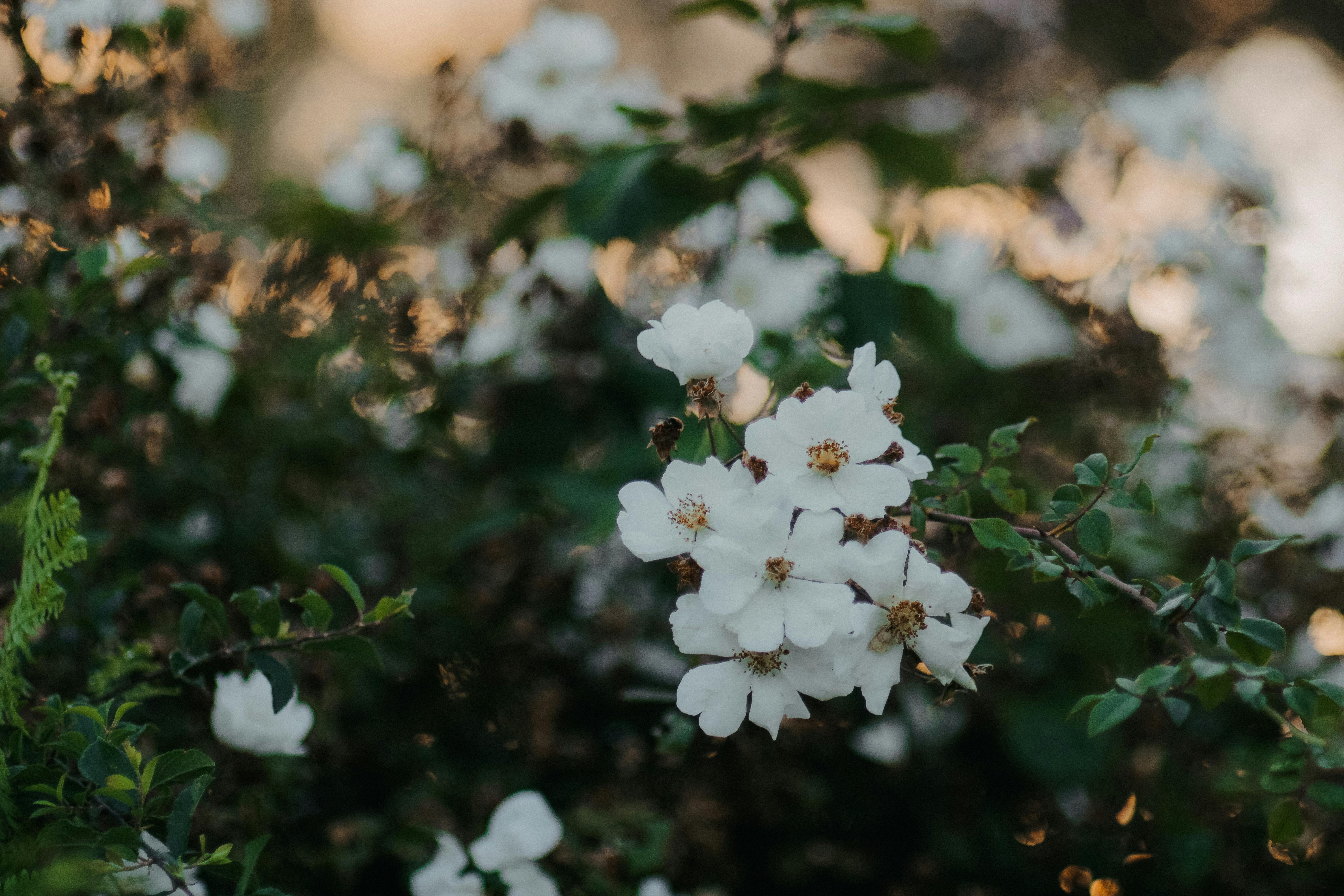 Serene close-up of vibrant white flowers amidst lush green leaves in a garden setting.
