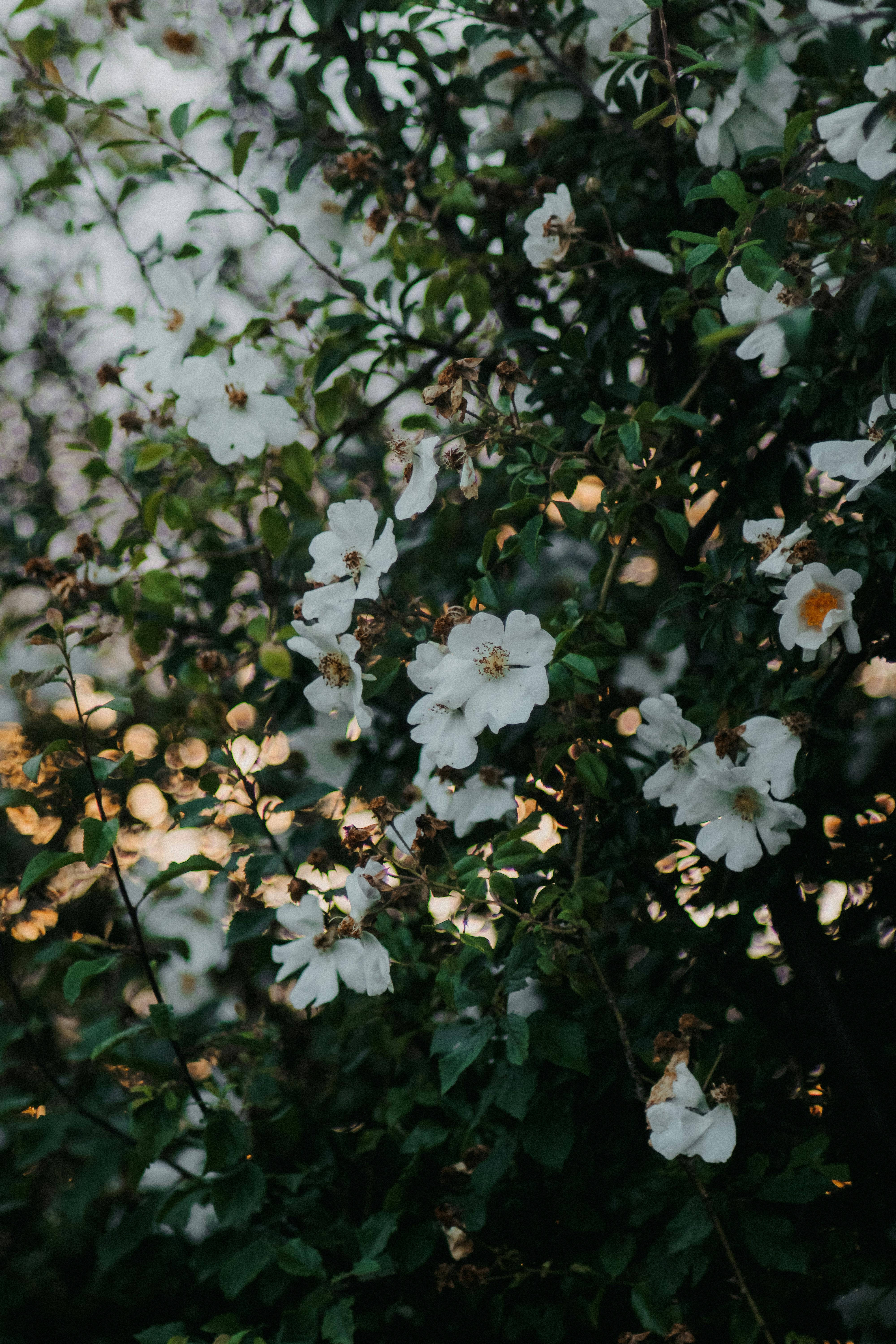 A serene view of white flowers blossoming in the golden hour light, capturing natural beauty.