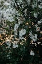 White Flowers on Bush at Sunset