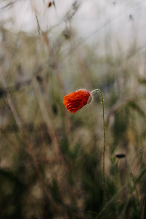 건초지, 계절, 꽃의 무료 스톡 사진
