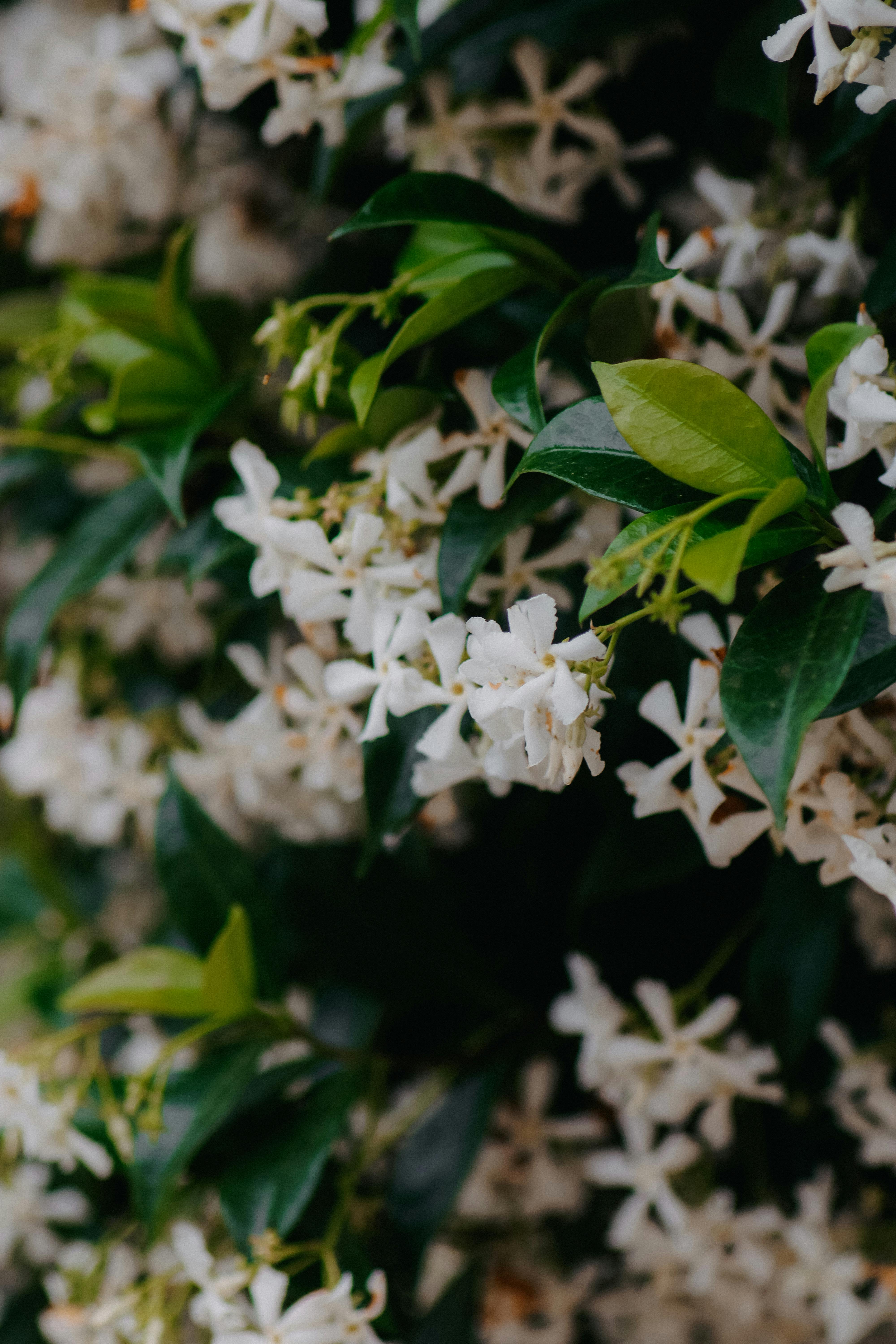 A close-up shot of beautiful white jasmine flowers among lush green leaves, highlighting nature's beauty.