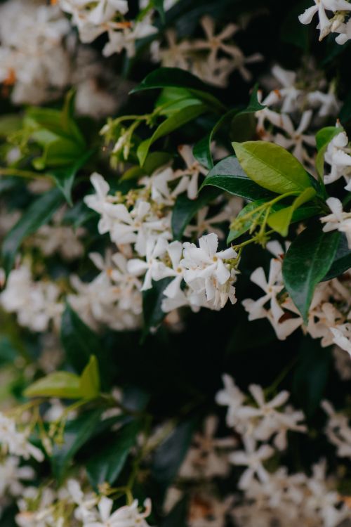 Free A close-up shot of beautiful white jasmine flowers among lush green leaves, highlighting nature's beauty. Stock Photo