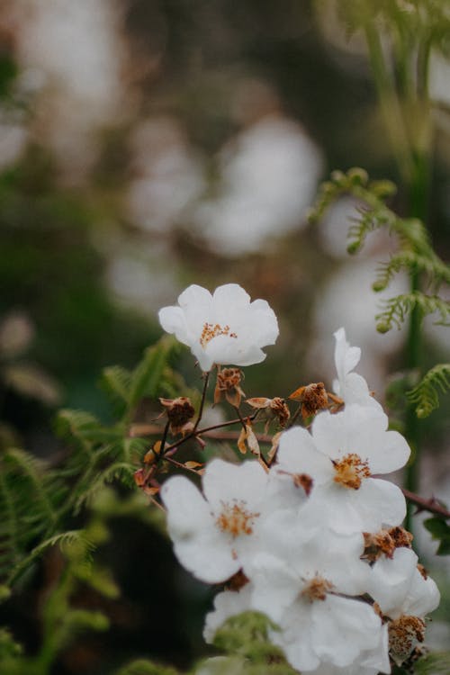 White flowers in the middle of a forest