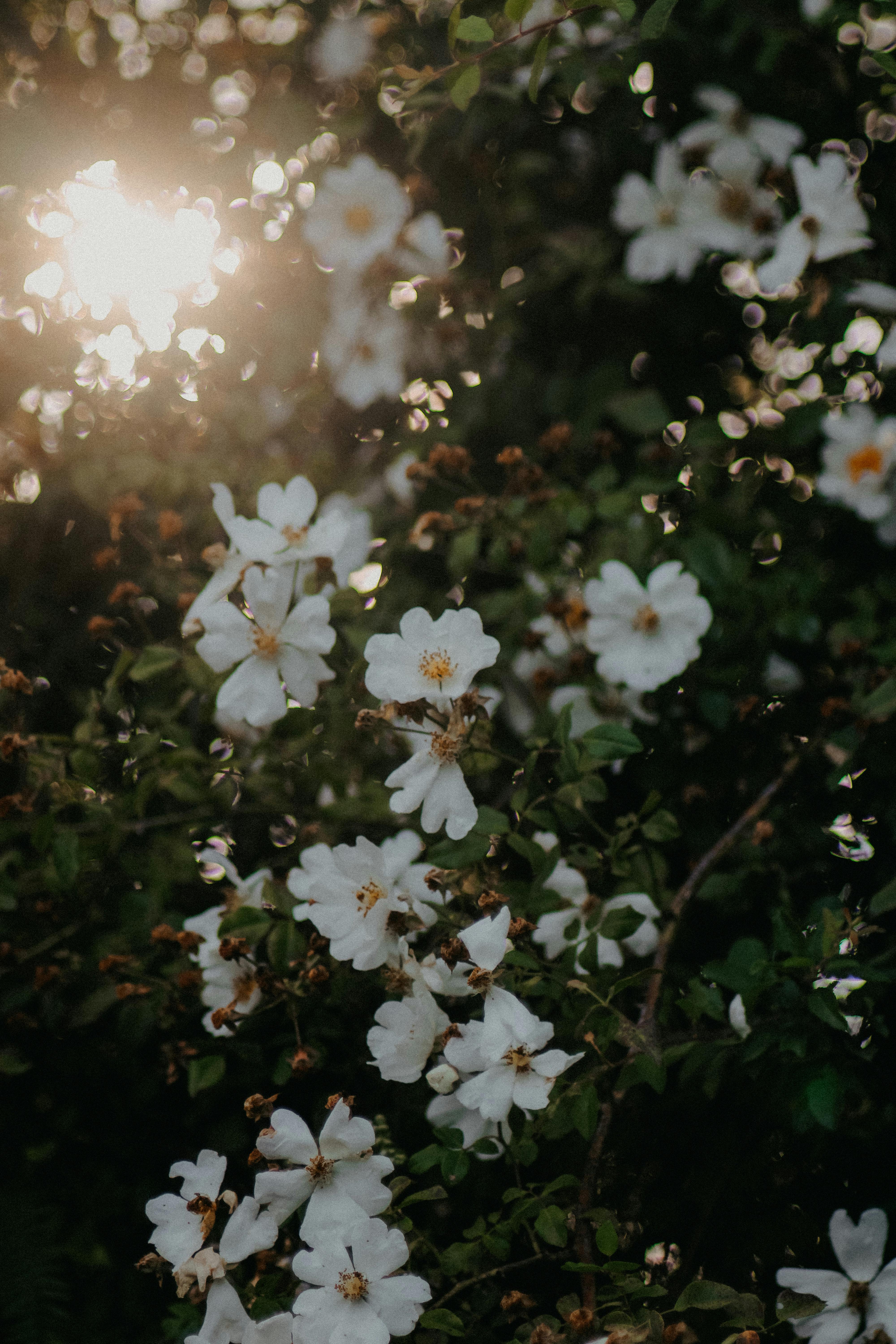 Beautiful white flowers basking in early evening sunlight, nestled in a lush garden.
