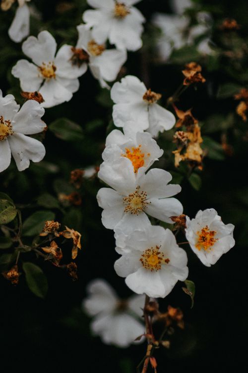 Free Close-up of delicate white flowers with dark background in a natural setting. Stock Photo
