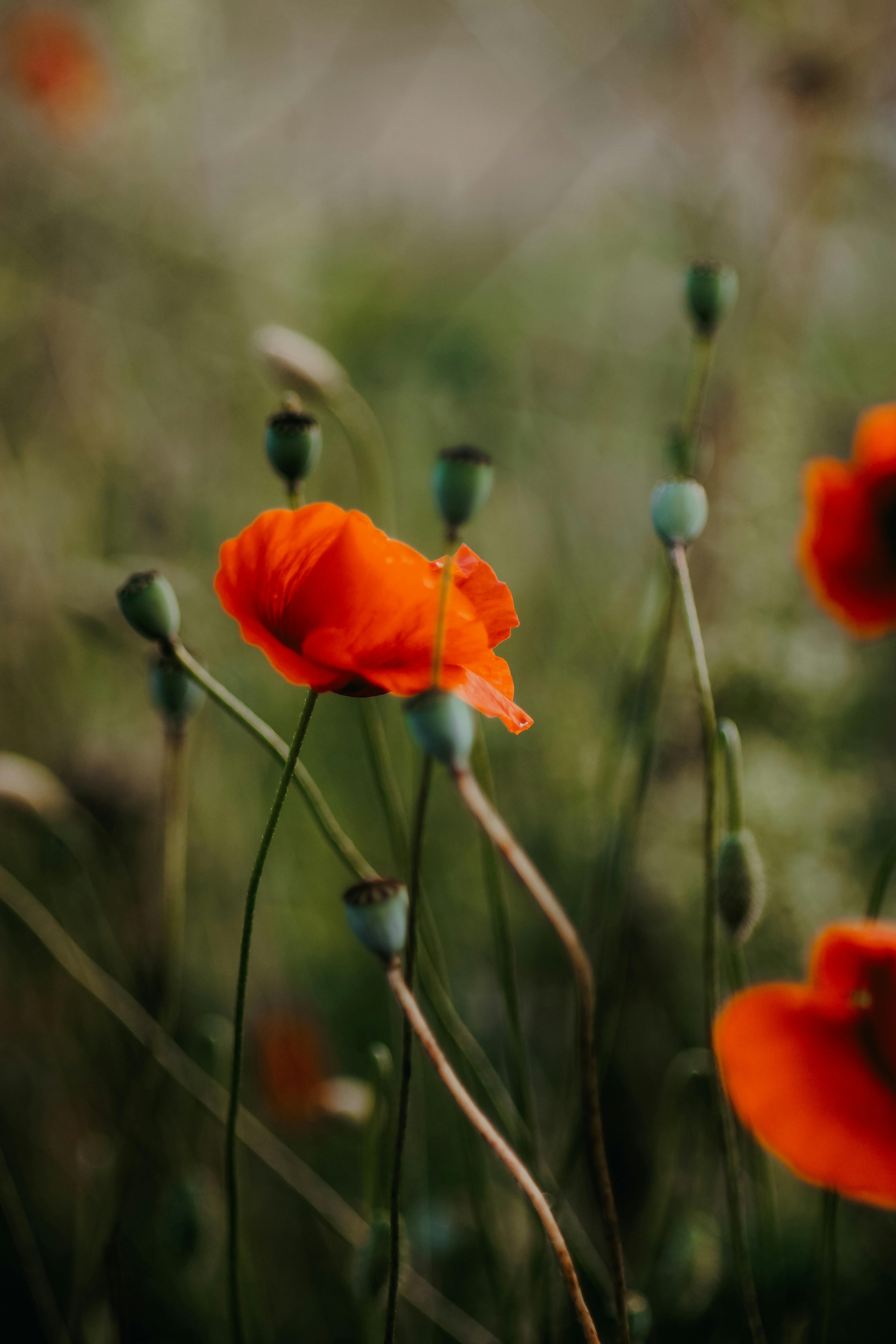 A beautiful close-up of red poppies blooming in a grassy field with soft focus effect.
