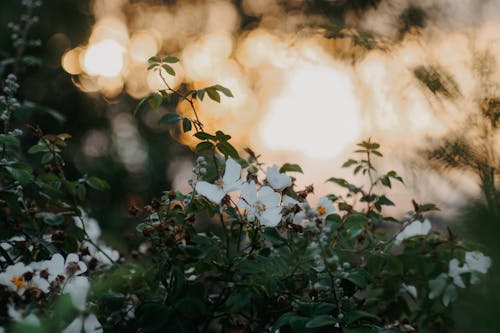 フローラ, 光, 夏の無料の写真素材