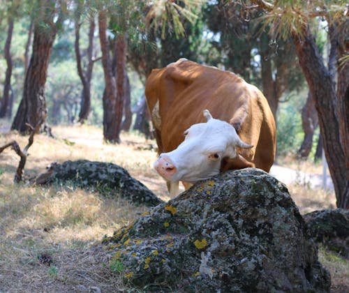Free stock photo of buyukada, cattle, forest