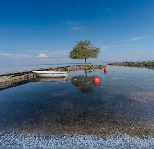 Бесплатное стоковое фото с вода, дерево, закат