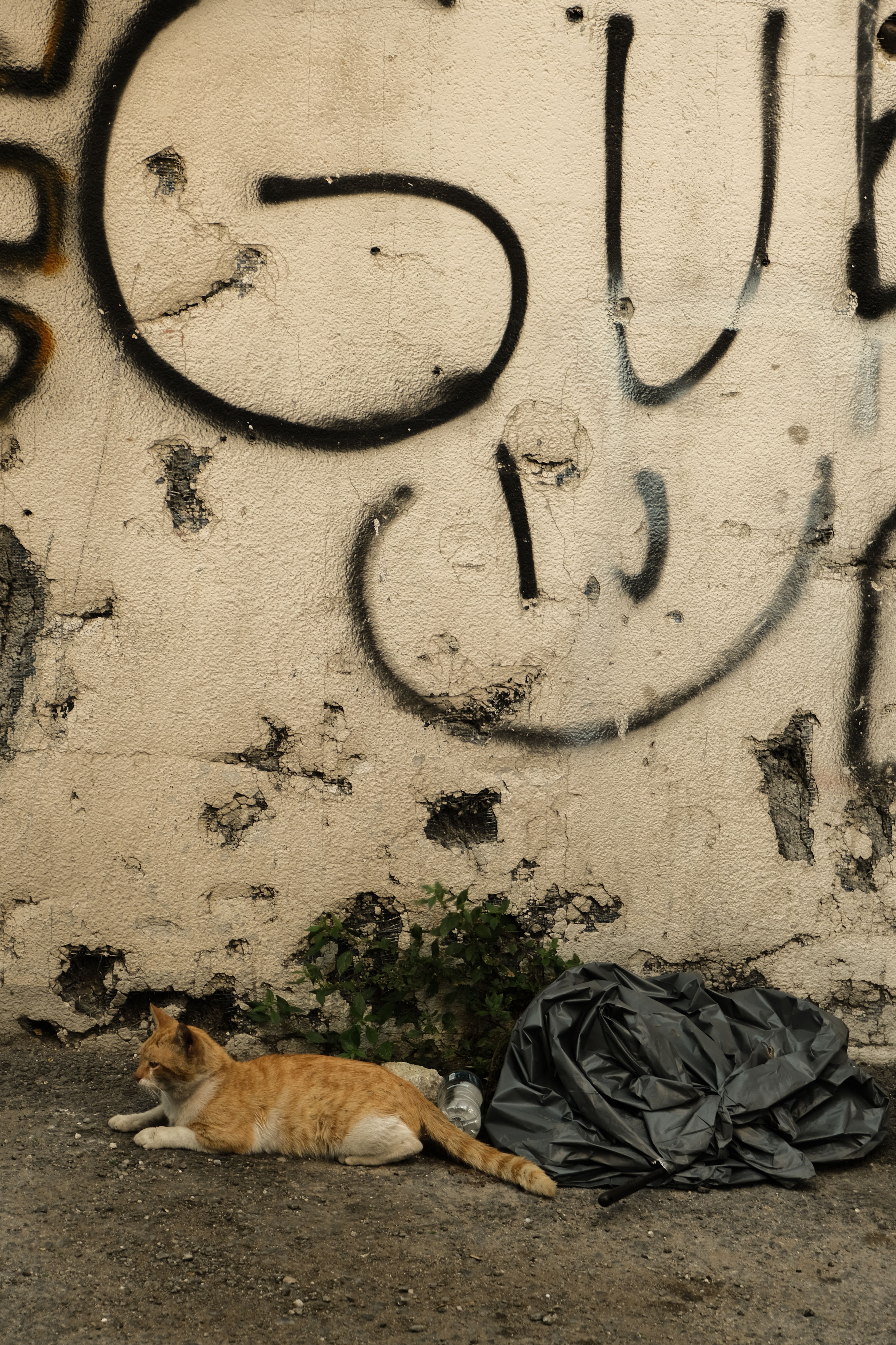 A cat laying on the ground next to a wall · Free Stock Photo