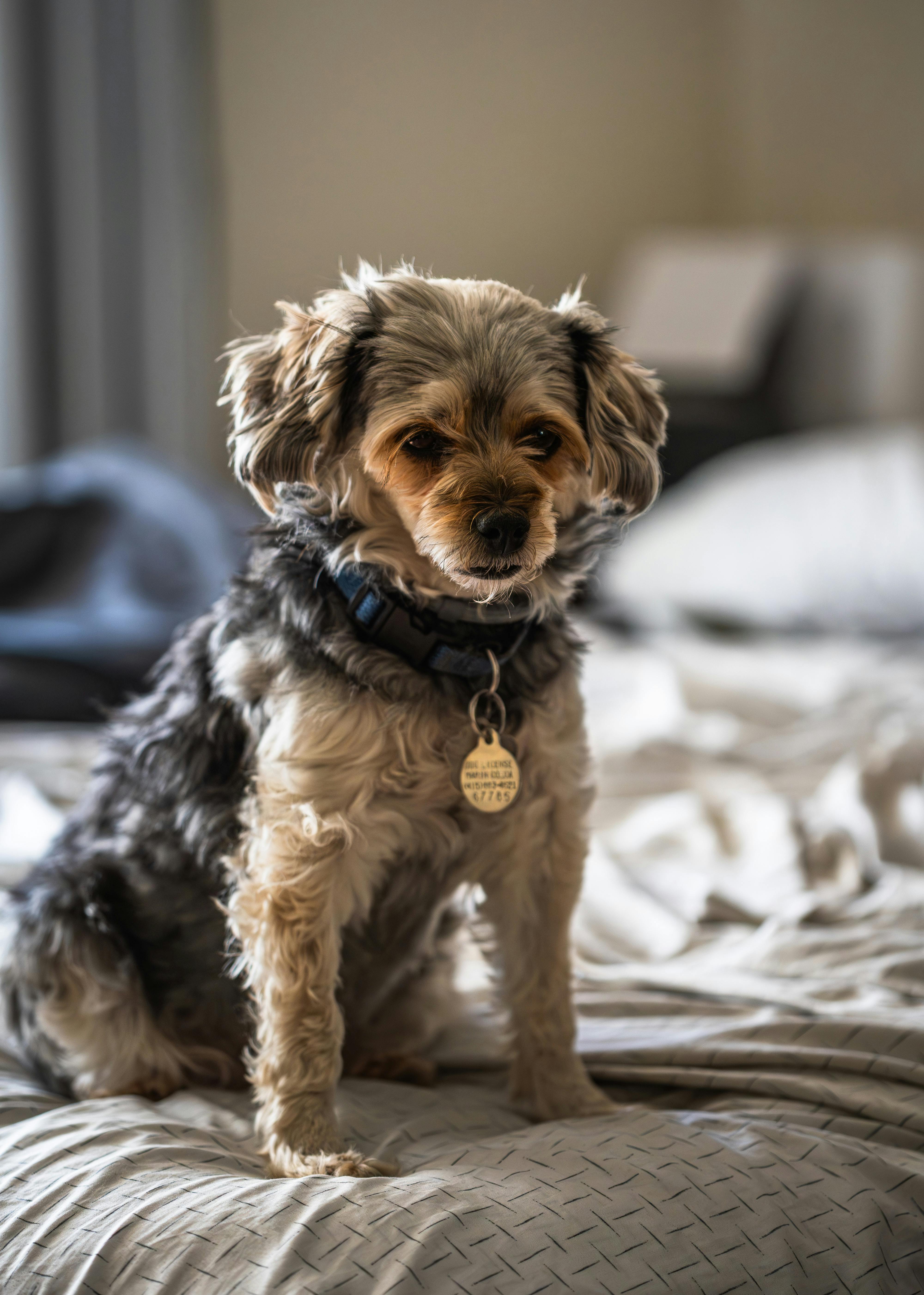 kerry blue terrier puppies for sale at pottyregisteredpuppies.com