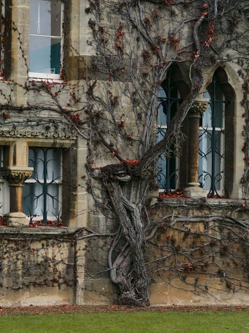 A vine covered building with windows and vines