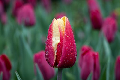 คลังภาพถ่ายฟรี ของ กระเปาะ, กลางแจ้ง, กลีบดอกไม้
