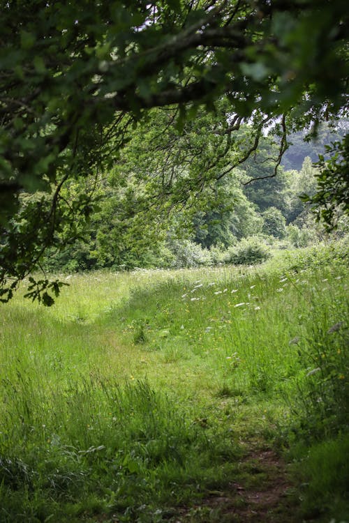 Kostenloses Stock Foto zu baum, blatt, blume