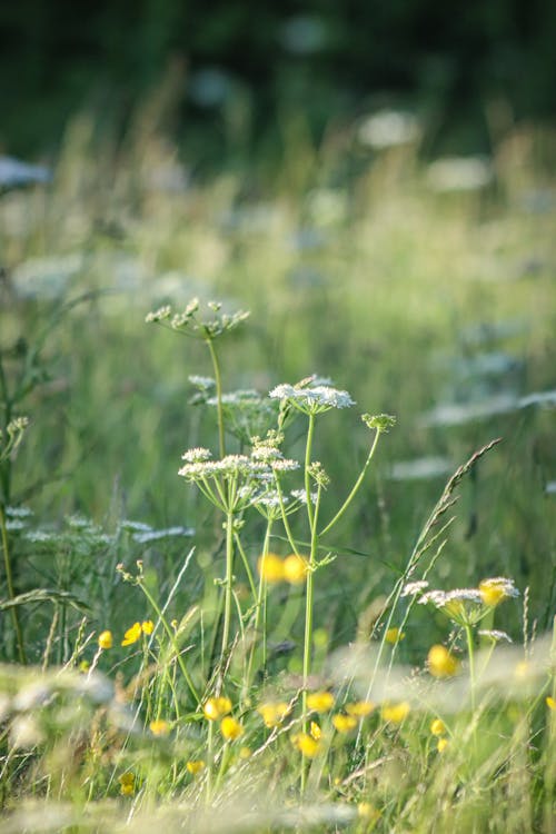 Kostenloses Stock Foto zu außerorts, blatt, blume