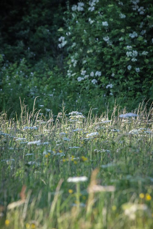 Kostenloses Stock Foto zu außerorts, blatt, blume