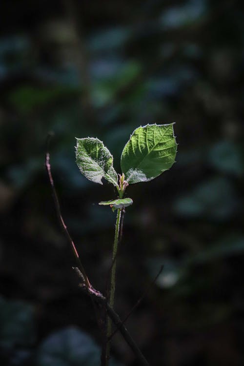 Kostnadsfri bild av blad, blomma, delikat