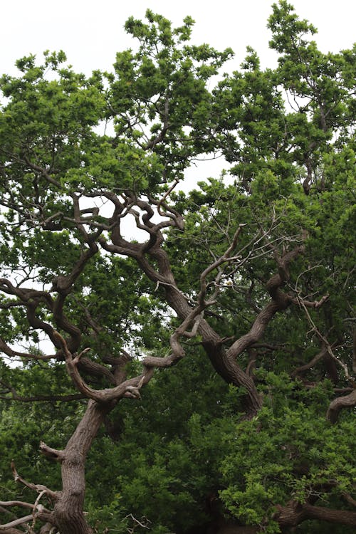 Kostenloses Stock Foto zu ast, baum, baumstamm