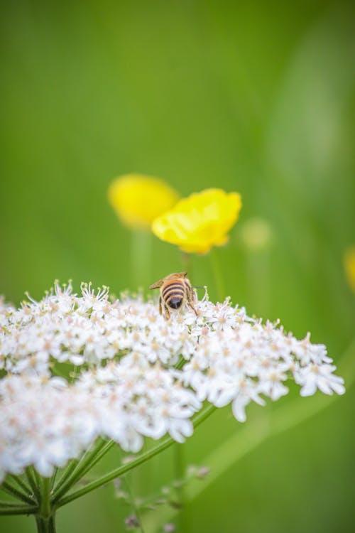 Kostnadsfri bild av bi, blad, blomma