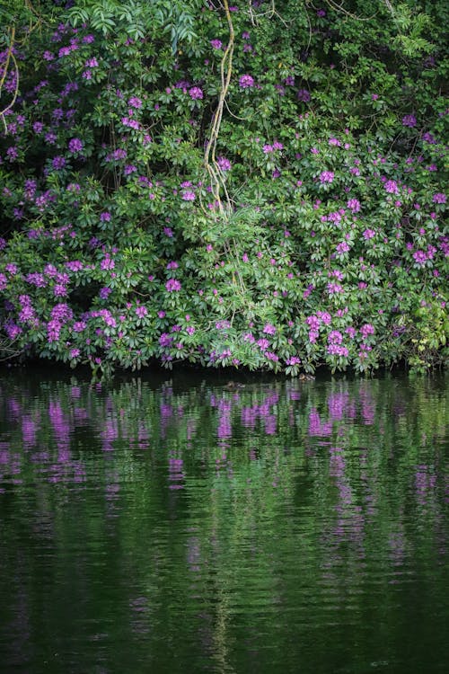 Kostnadsfri bild av bassäng, blad, blomma