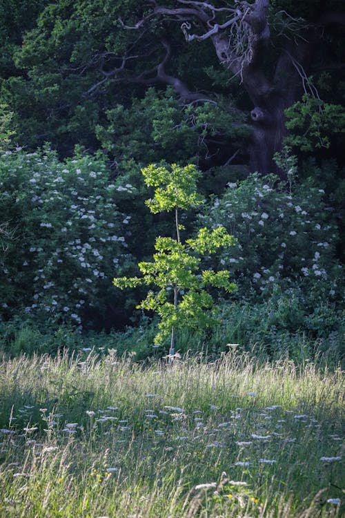 Kostenloses Stock Foto zu baum, blatt, blume