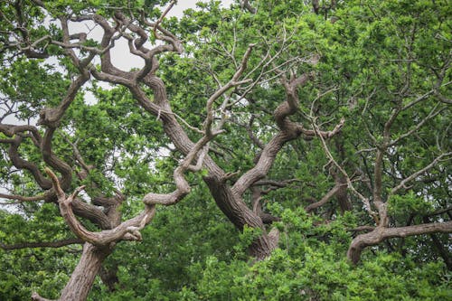 Kostnadsfri bild av bark, blad, flora