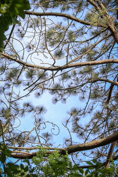 Kostenloses Stock Foto zu ast, baum, baumstamm