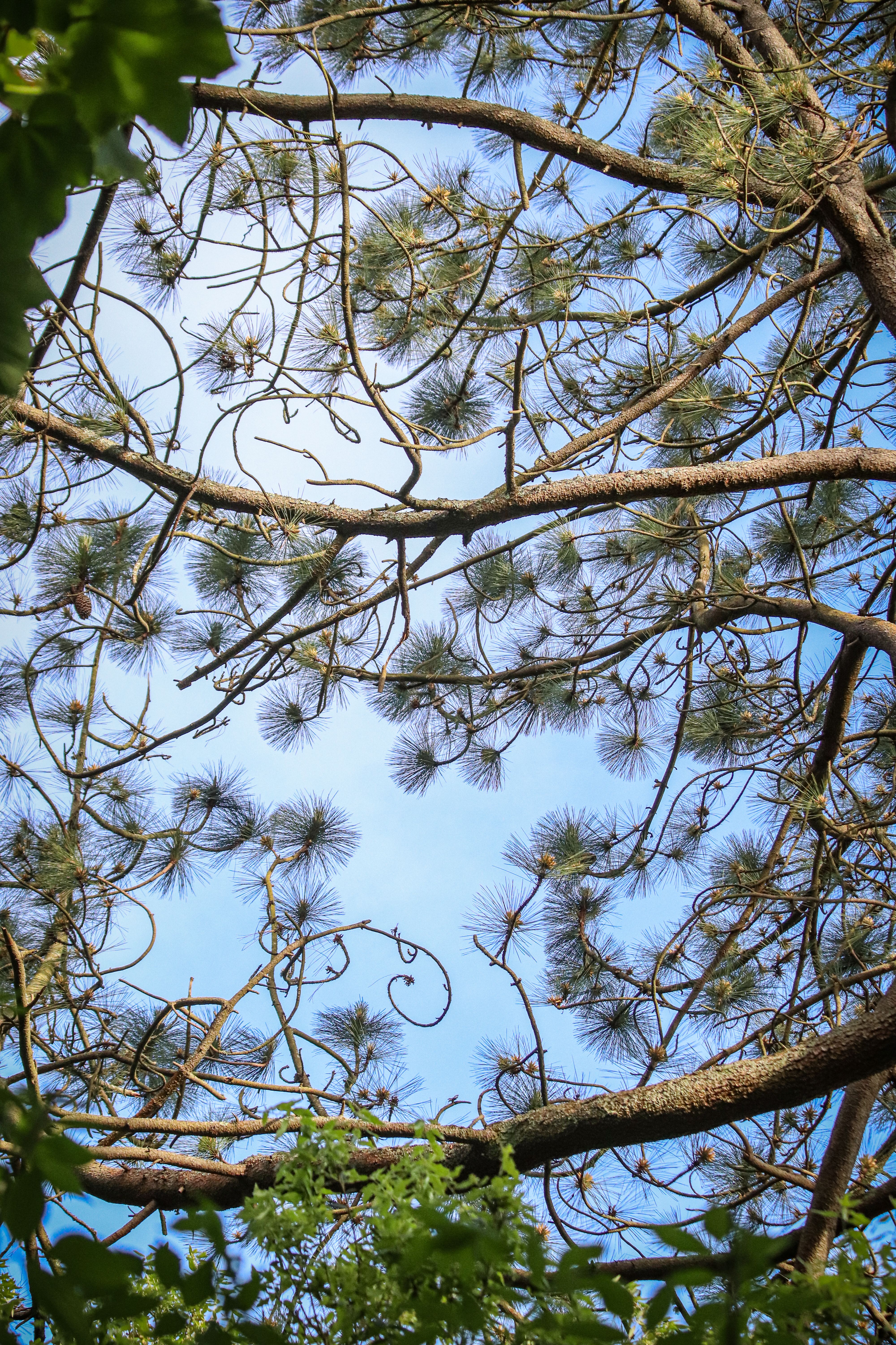 Branches of Tree Against Blue Sky · Free Stock Photo