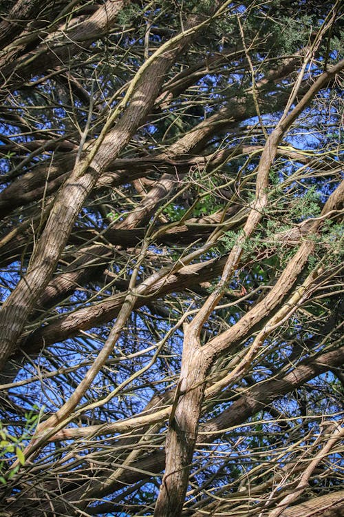 Kostenloses Stock Foto zu ast, baum, baumstamm