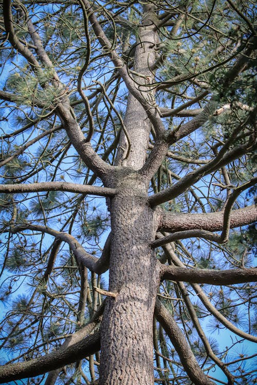 Kostenloses Stock Foto zu ast, baum, baumstamm