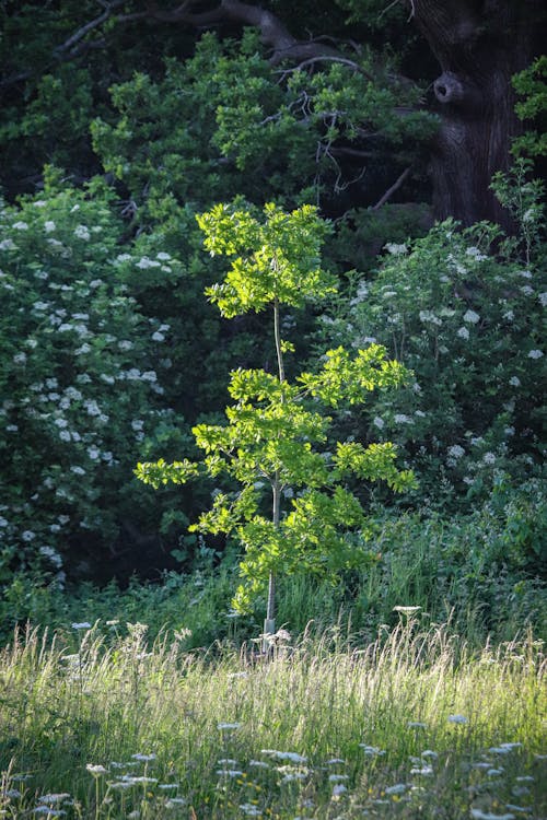 Kostenloses Stock Foto zu baum, blatt, blume