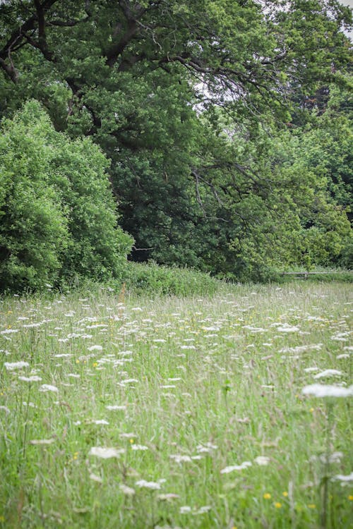 Kostnadsfri bild av blad, blomma, fält