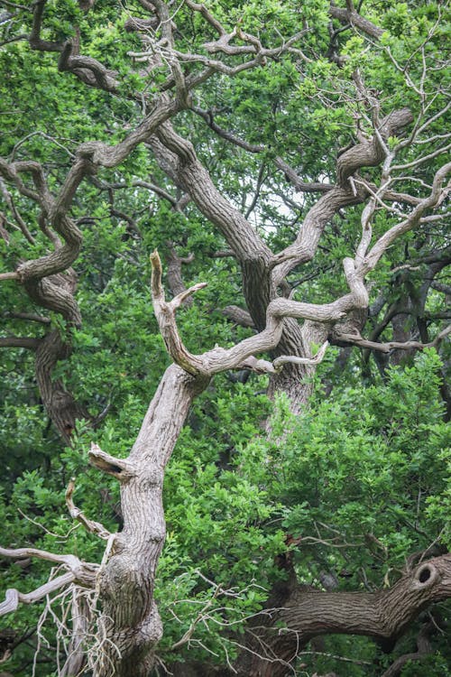 Kostnadsfri bild av bark, blad, flora