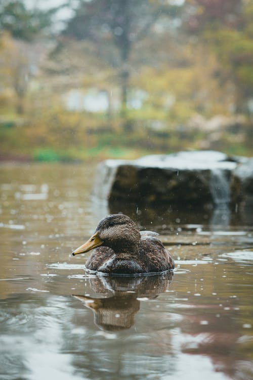 Бесплатное стоковое фото с бассейн, вода, водоплавающая птица