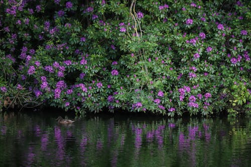 Kostnadsfri bild av blad, blomma, blomning