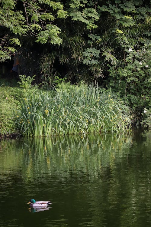 公園, 原本, 反射 的 免費圖庫相片