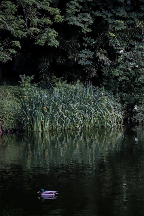 光, 公園, 原本 的 免費圖庫相片