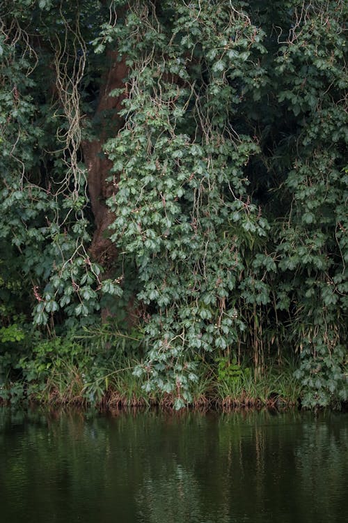 Kostenloses Stock Foto zu ast, baum, blatt