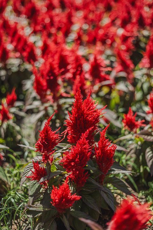Free Bright red celosia flowers in full bloom in a sunny garden setting. Stock Photo