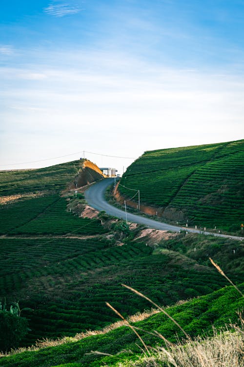 A winding road in the middle of a green field