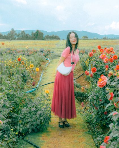 Cánh đồng hoa Đà Lạt