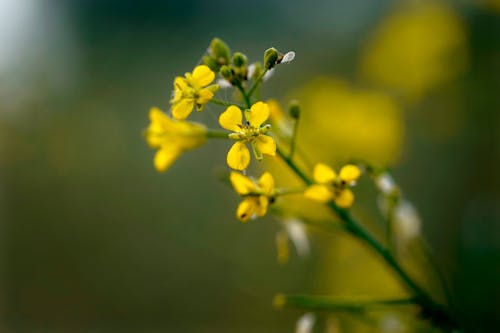 Foto d'estoc gratuïta de centrat, enfocament selectiu, flor florida